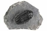 1.9" Detailed Austerops Trilobite - Ofaten, Morocco - #197146-2